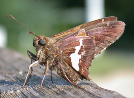 Silver-spotted Skipper